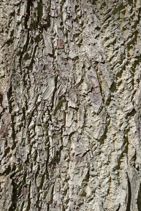 Bark of english walnut