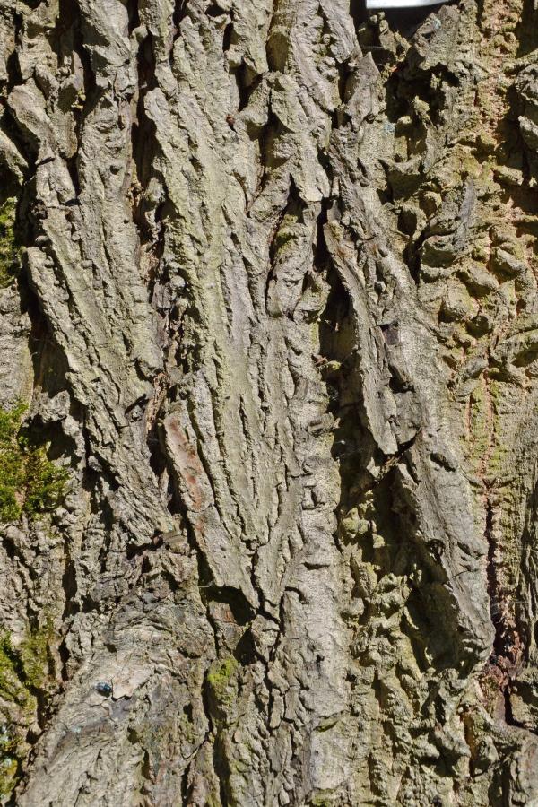 Bark of english walnut