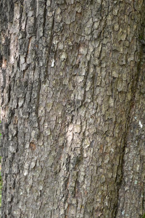 Bark of field maple