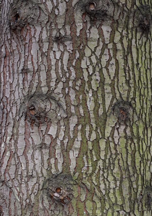 Bark of giant fir