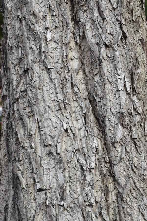 Bark of white walnut