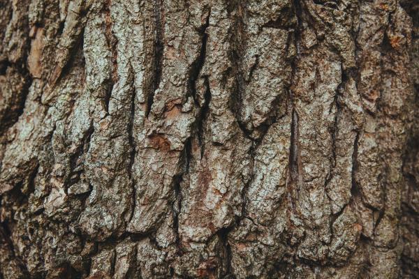 bark texture