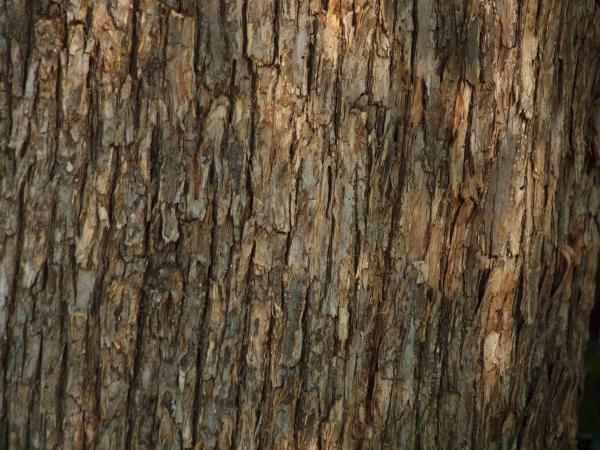 Bark Texture