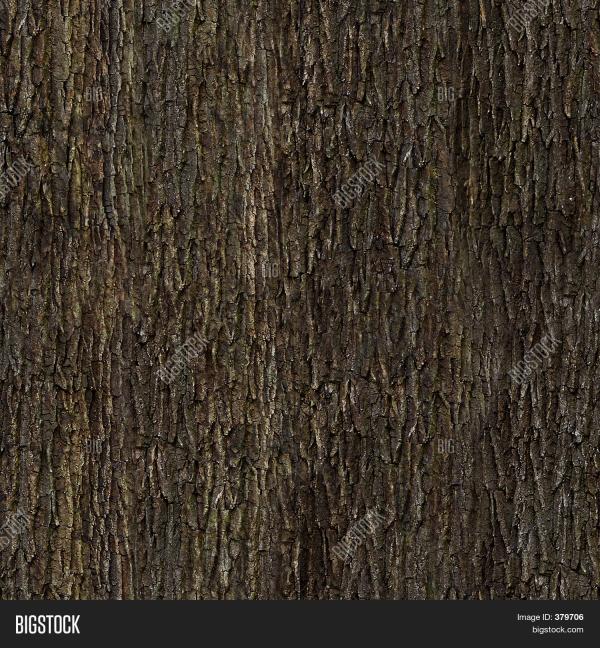 Bark Texture