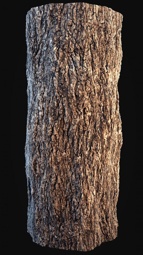 Bark texture
