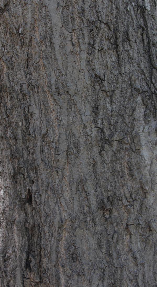 Bark texture