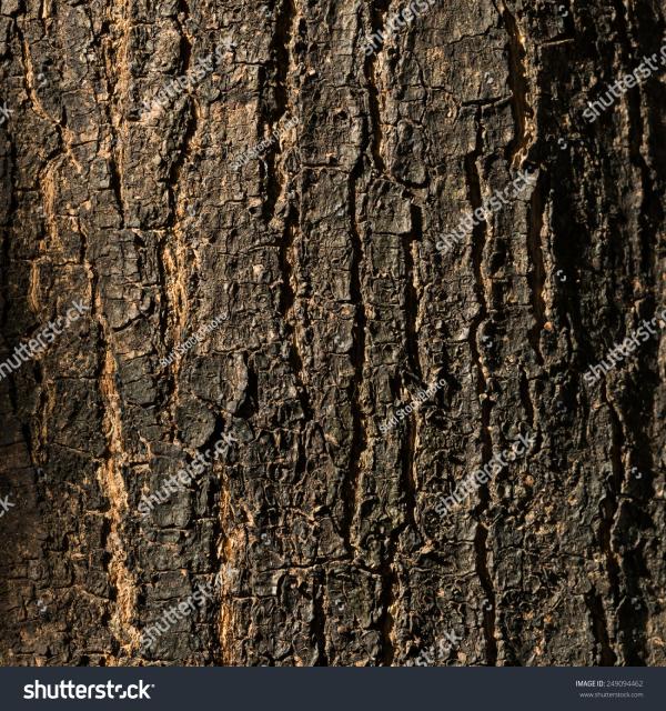 Tree Bark Background