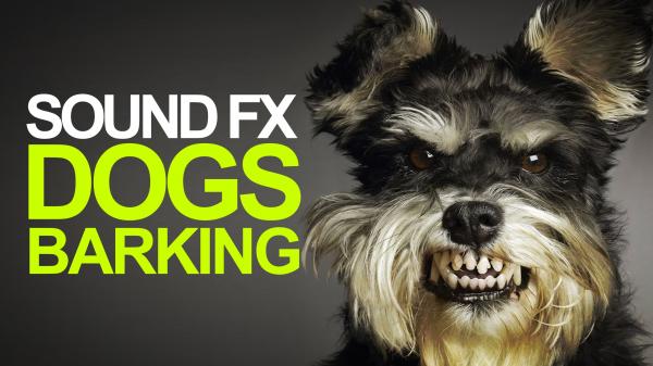 Barking dogs