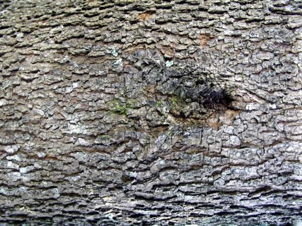 Barking up the wrong tree