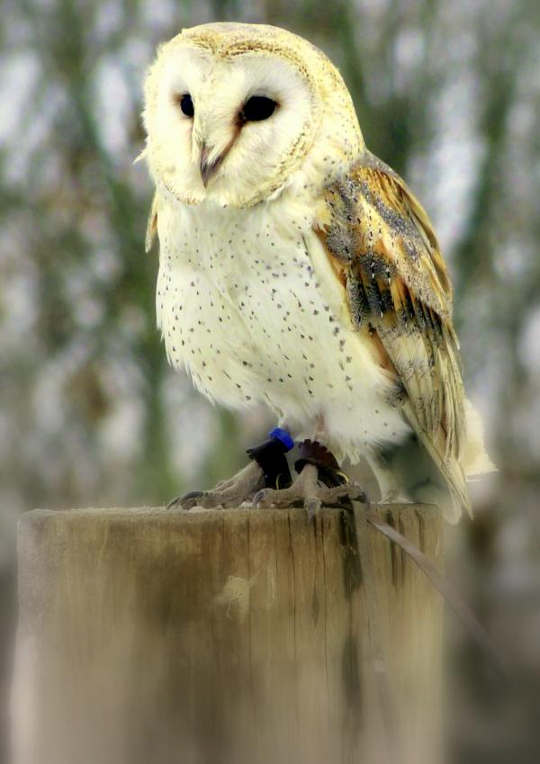 Barn Owl