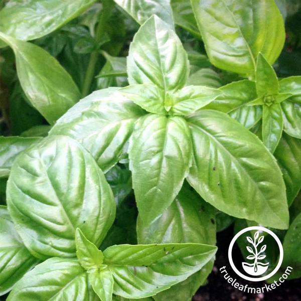 Basil