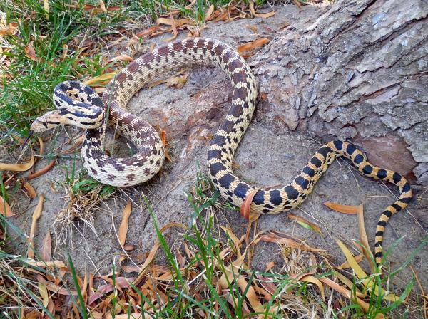 Basin Gopher Snake