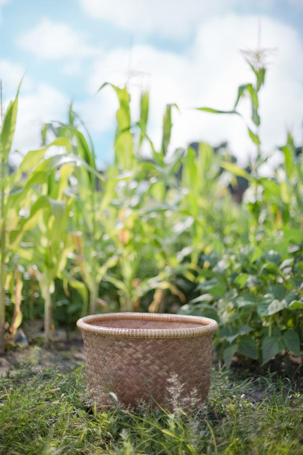 Basket in the Field