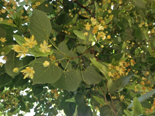 Basswood