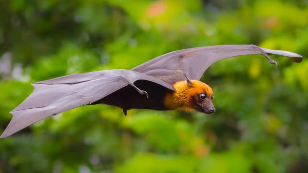 Bat
