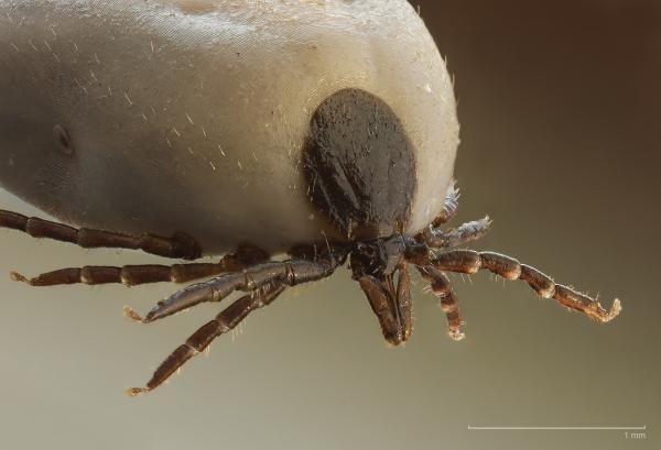 Engorged Tick macro