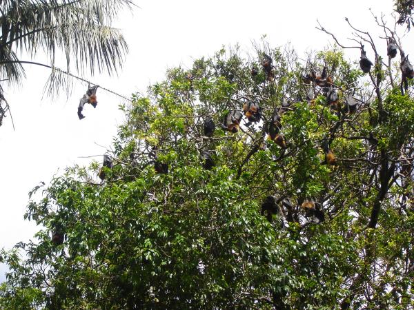 Bats hanging from a tree