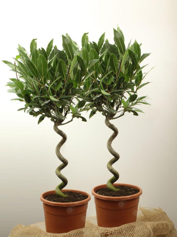 Bay tree topiary