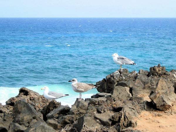 Beach in the Canary Islands