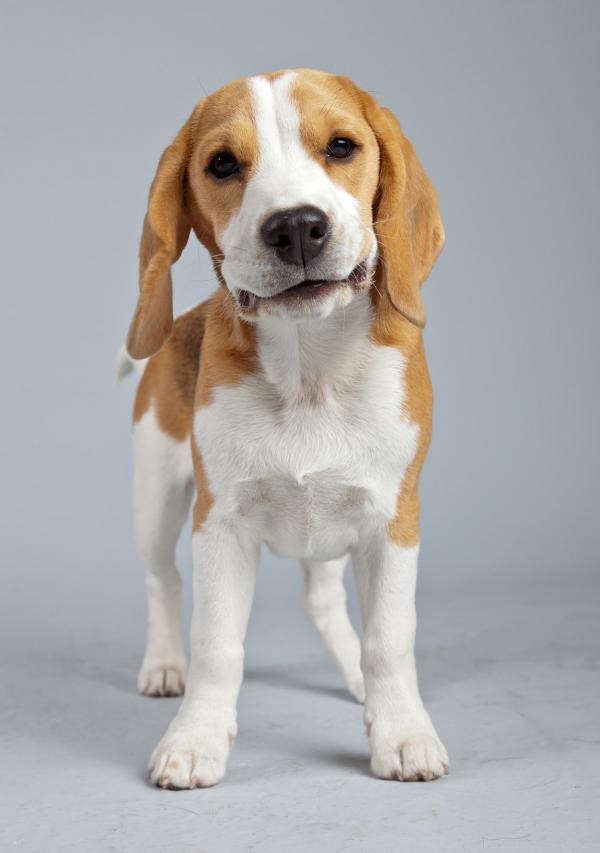 Beagle Dog