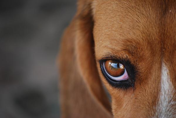Beagle