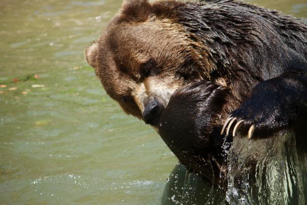 Bear
