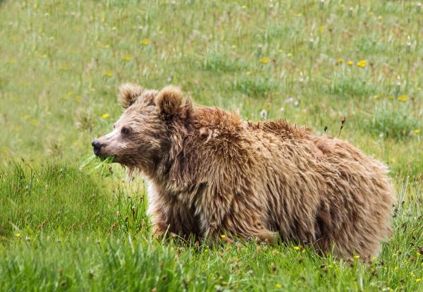 Bear