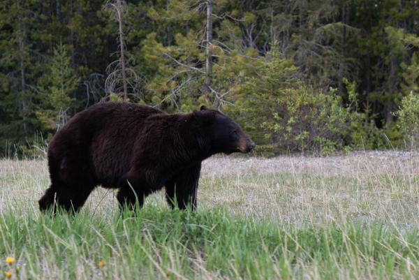 Bear - National Park (1)