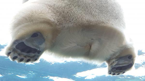 Bear Paws