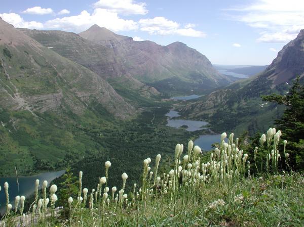 Bear Paws and Mountains