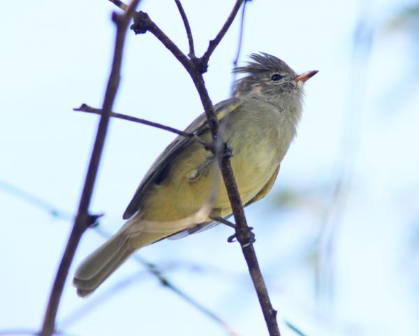 BEARDLESS-TYRANNULET, NORTHERN (9-13-10) patagonia lake state park, scc, az -13