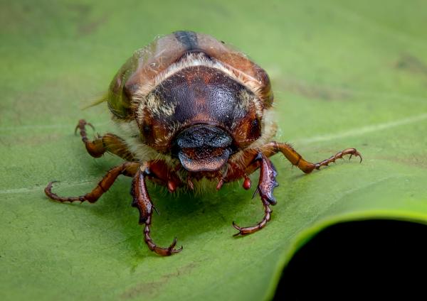Beatle closeup