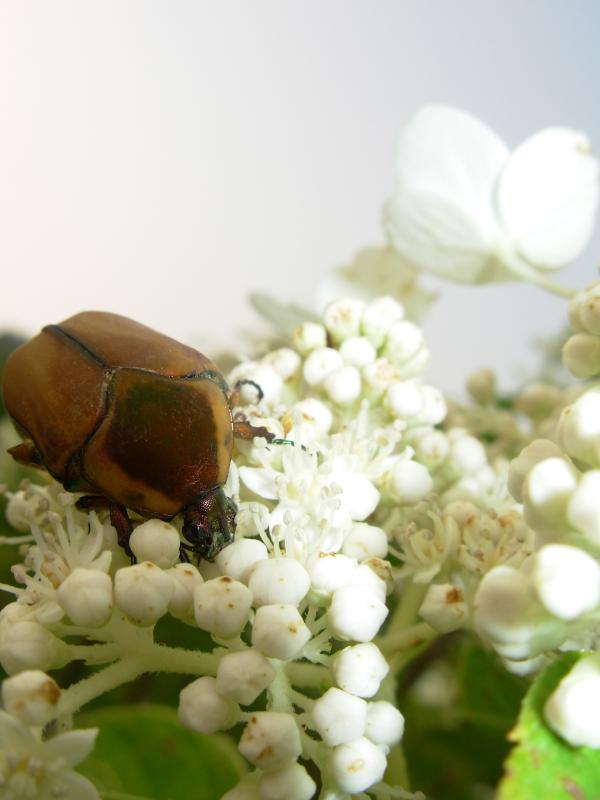 Beatle eating a flower