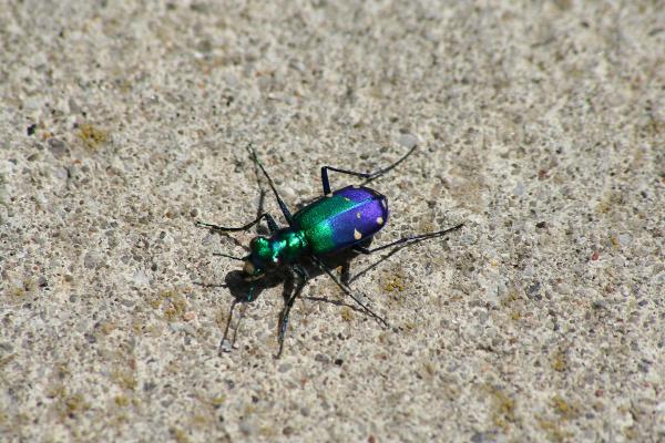 Beatle