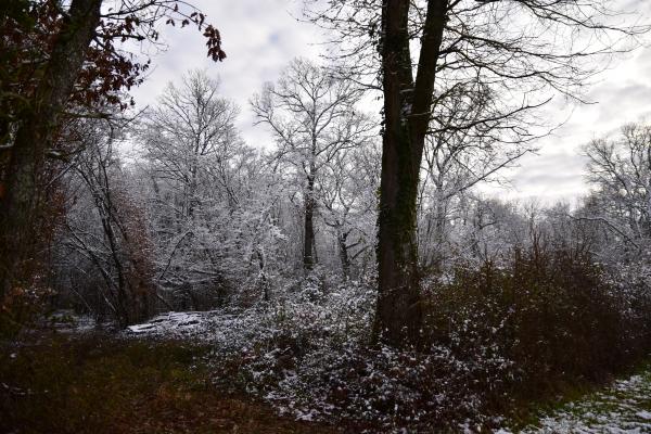 Beaulieu - Bois Carré (voir l'itinéraire sur : http://ansozour.free.fr/Beaulieu.html)