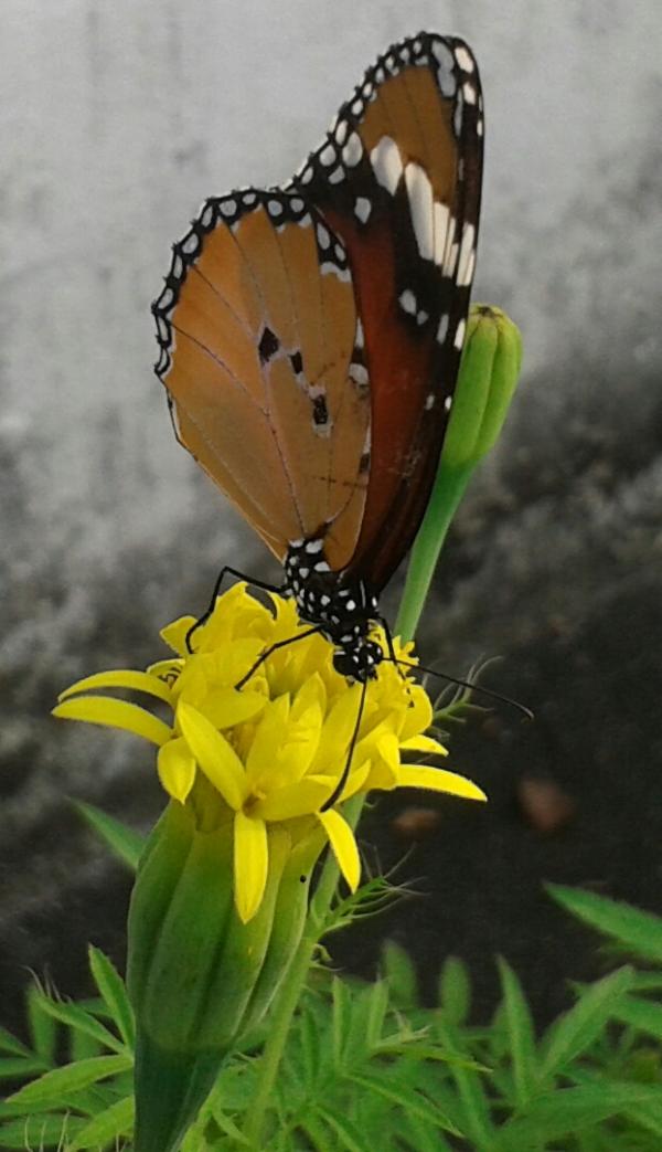 Beautiful butterfly
