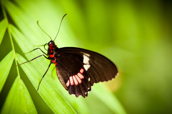 Beautiful Butterfly