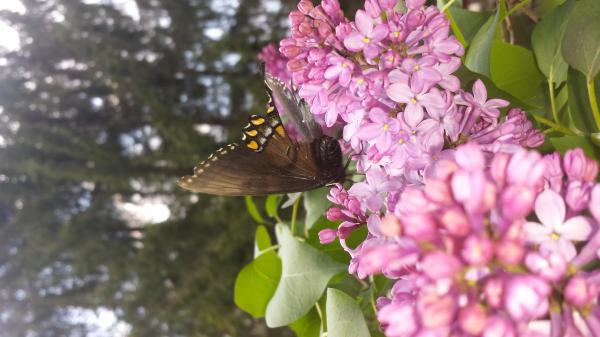 Beautiful Butterfly