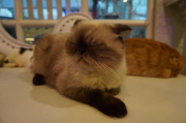 Beautiful cat