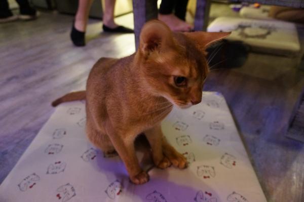 Beautiful cat