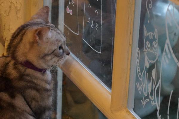 Beautiful cat