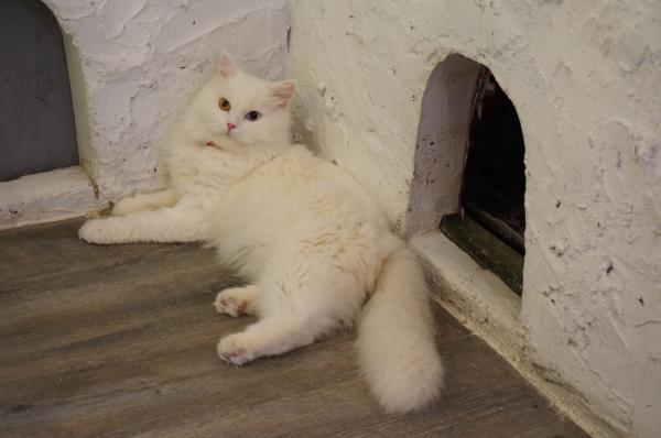 Beautiful cat