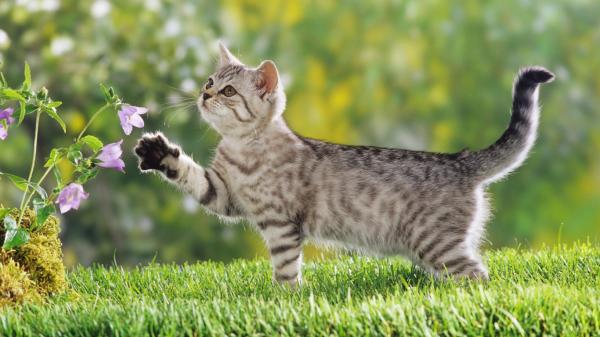 Beautiful Cat