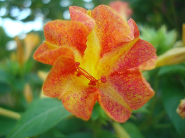 Beautiful flower