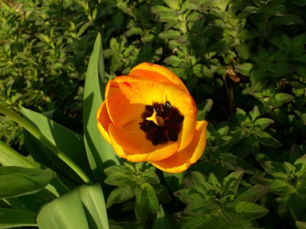 Beautiful flower