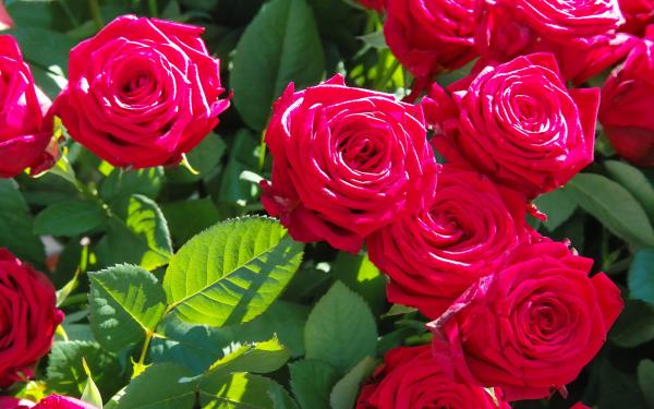 Beautiful Flowers