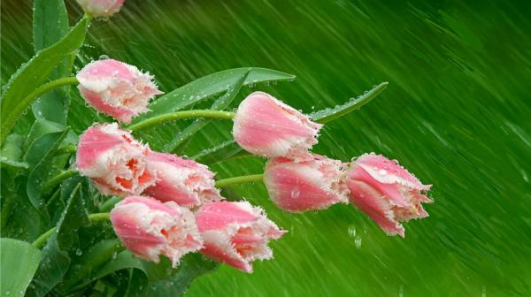 Flowers beauty