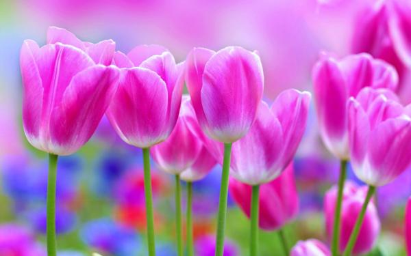 beautiful flowers