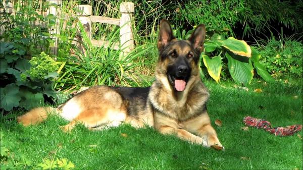Beautiful german shepherd