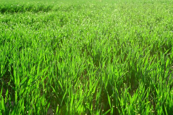 Beautiful green grass